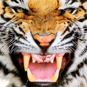 Meet your Posher, Theresa